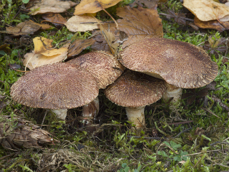 Suillus lakei